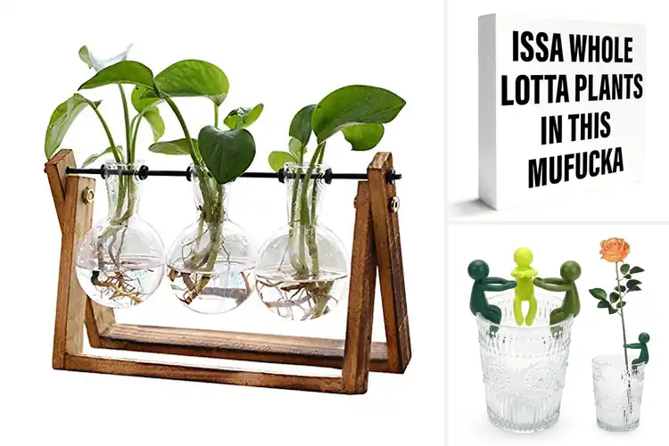 Detailed view of Best Plant Gifts: 10 Unique Ideas to Brighten Their Day