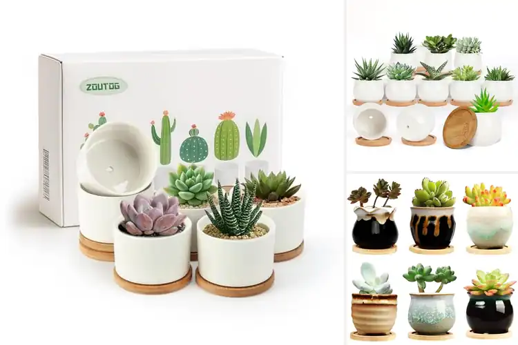 Detailed view of Best Small Succulent Pots